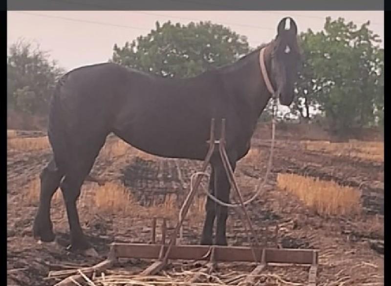 વિડિયો ફોટા  નાખી દેજો