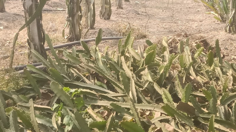 થંબનેલ 2