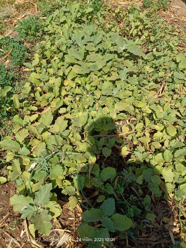 થંબનેલ 3