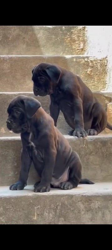 બંધી જાત ના ડોગ મળશે