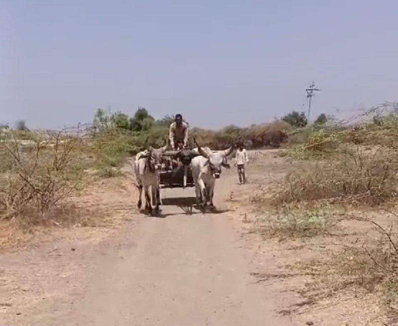 પ્યોર કાંકરેજ બળદ વેચવા ના છે