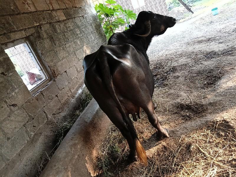 भेस विचवानिचे तेजोवितर