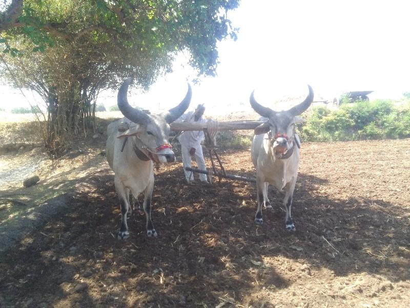 થંબનેલ 2