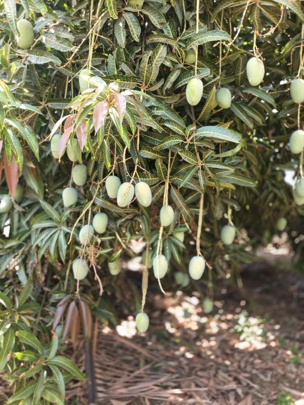 હનુમાન ઘઢ ની પ્રખ્યાત કેસર કેરી