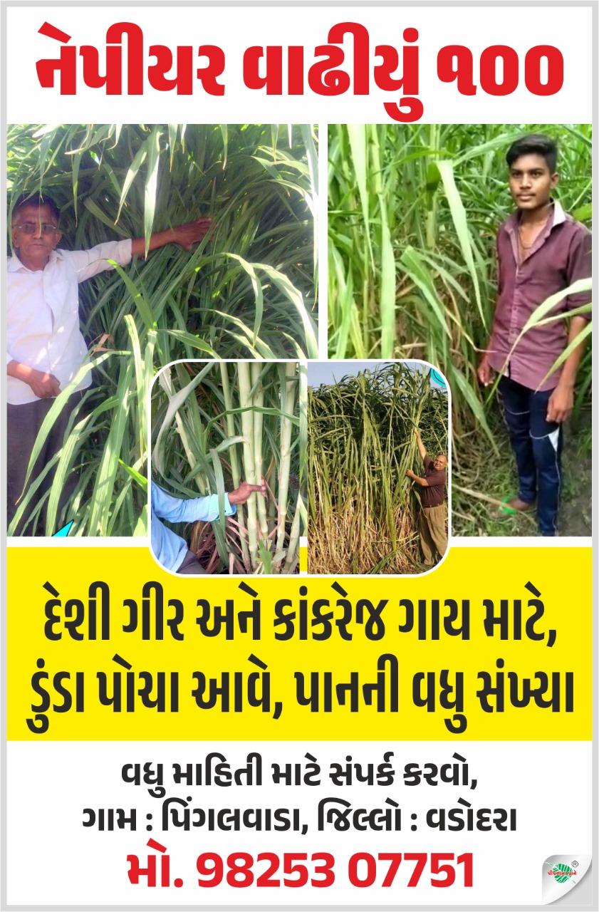 નૅપીયર વાઢીયું ૧00