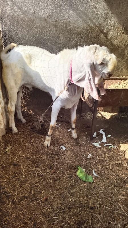 ગુલાબી બકરો આપવા નો સે