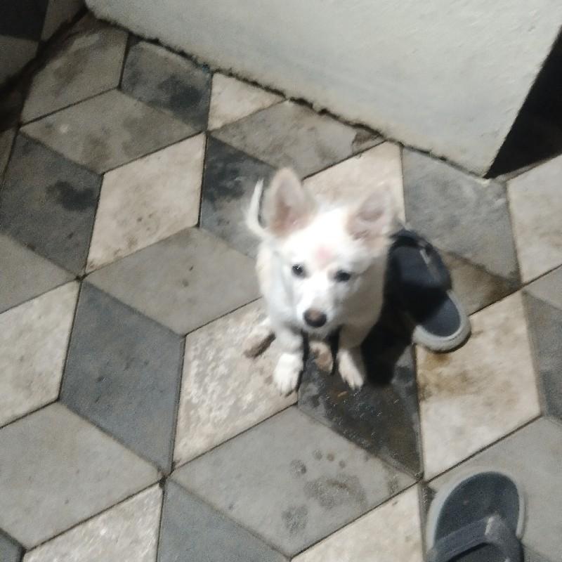 kutro vechavano chhe