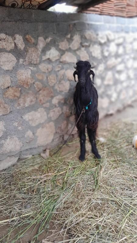 થંબનેલ 2