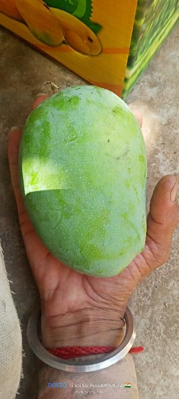 કેસર‌ કેરી