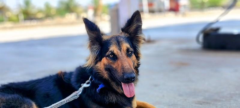 વેસવા નો છે