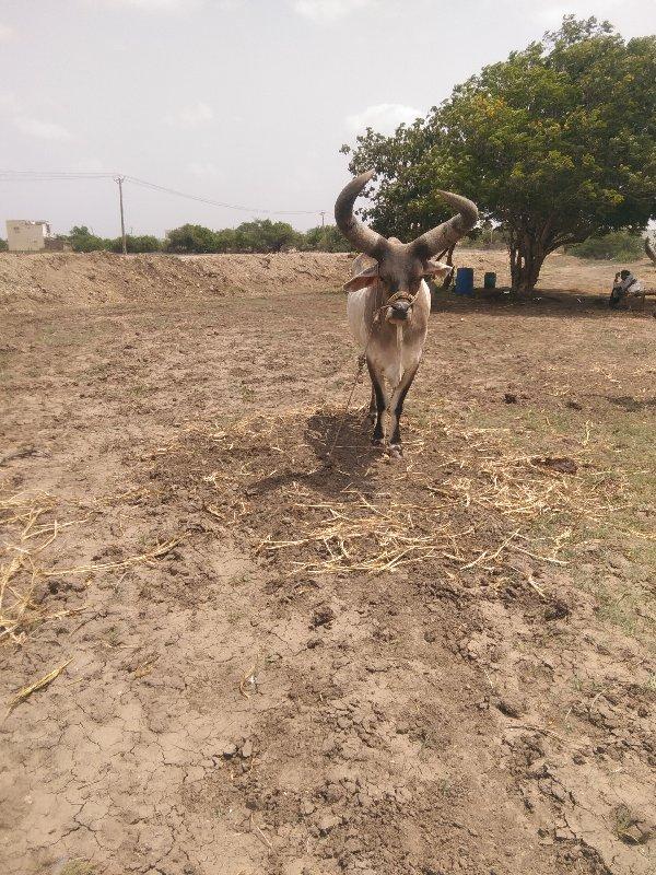 એક ધર્નોહાકેલછે