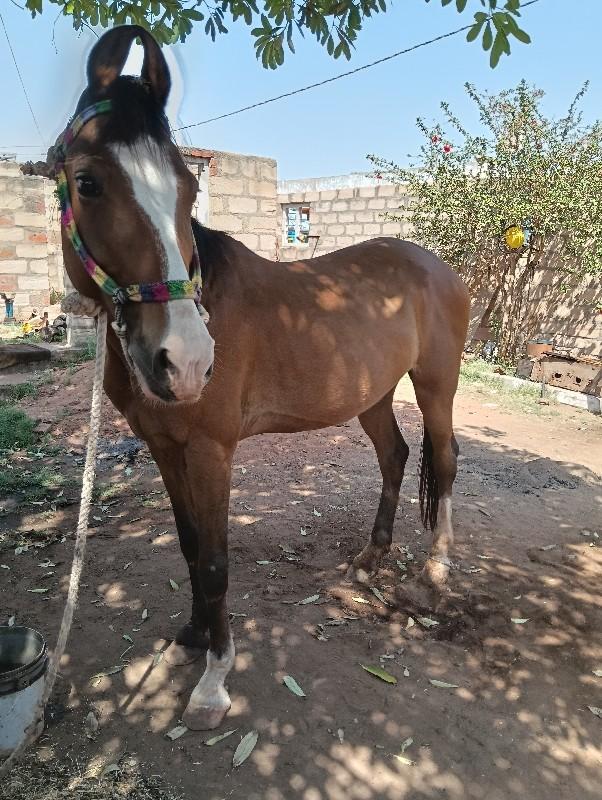 थंबनेल 3