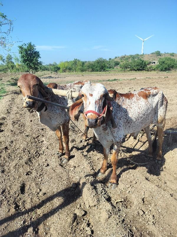 થંબનેલ 3