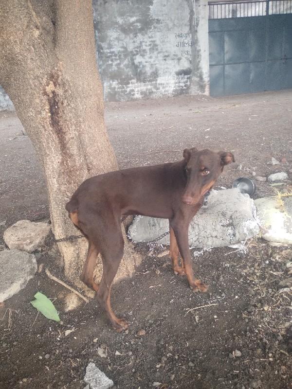 थंबनेल 3