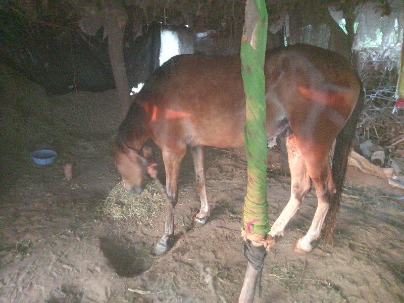 थंबनेल 3