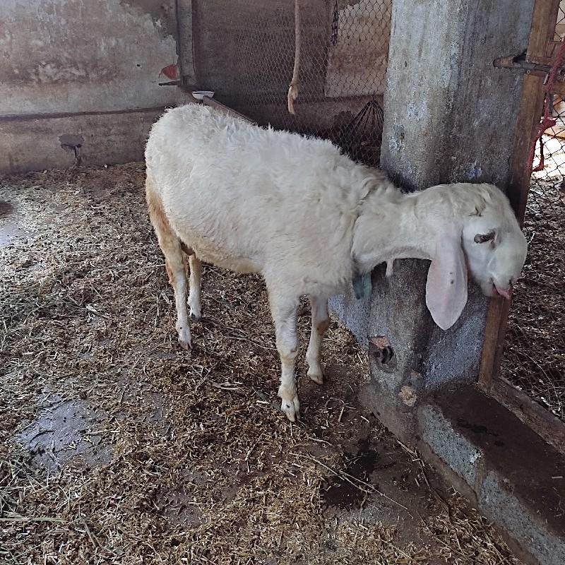 થંબનેલ 3