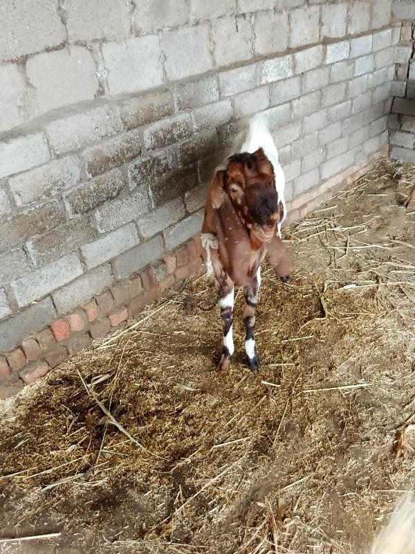 થંબનેલ 3