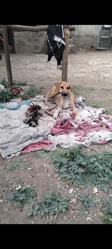 લાવર કૂતરો