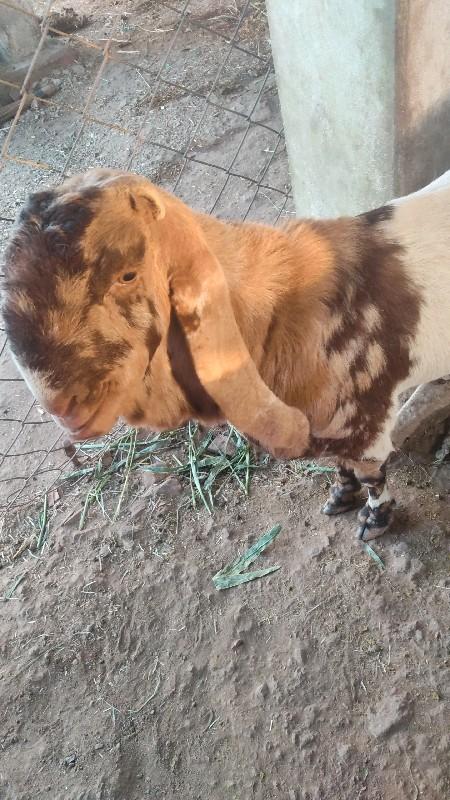 થંબનેલ 2