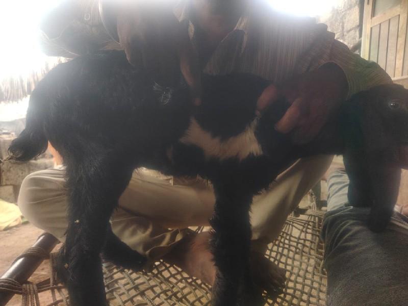 ચાંદ  વાળા 2 બકરા