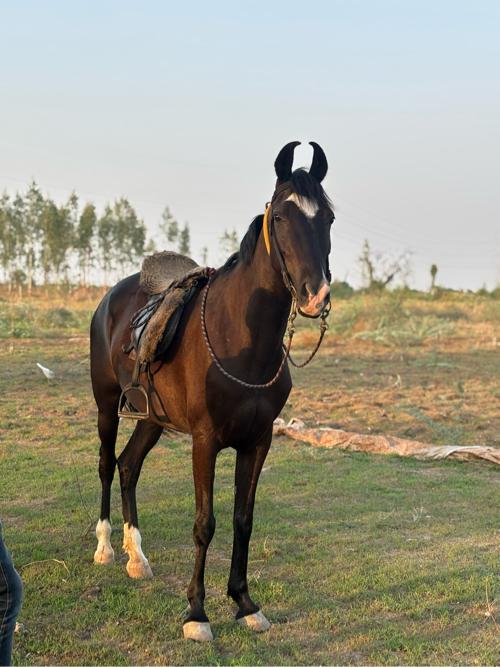 4vars ne che Bal bhamri ne chokhiDev man cheHigt61Vacheri ghodi che