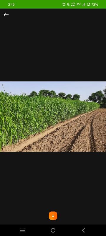 વાઢવાની જુવારનું બિયારણ વેચવાનું