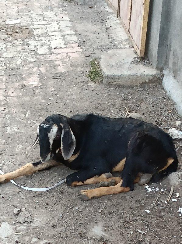 1 બકરા દેવાના છે