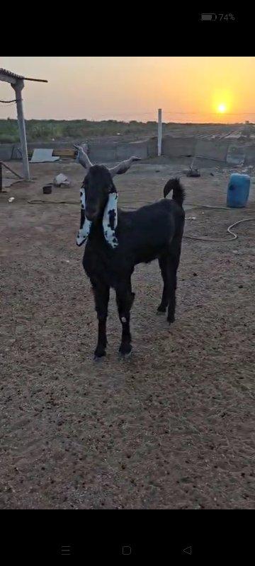 થંબનેલ 2