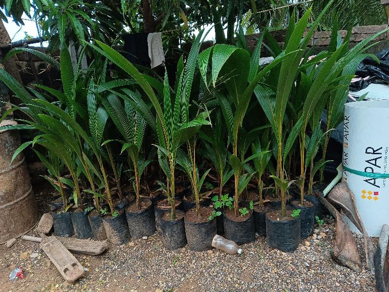 nariyeli ropa,green coconut tree