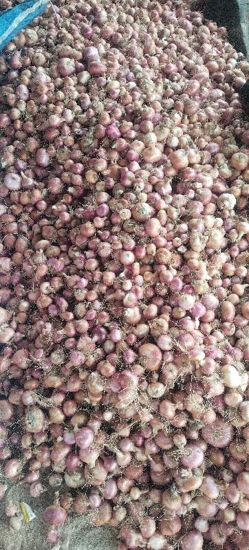 ઓર્ગેનિક ડુંગળી વેસવાની છે