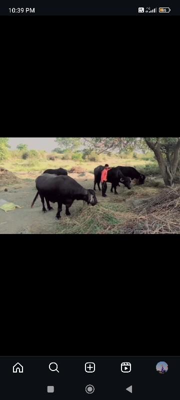 છાણીયુ ખાતર વેચવા નુ છે