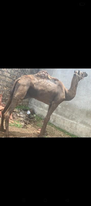 ઉંટ વેચવાનો છે