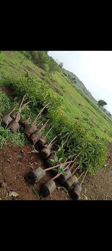 थंबनेल 3