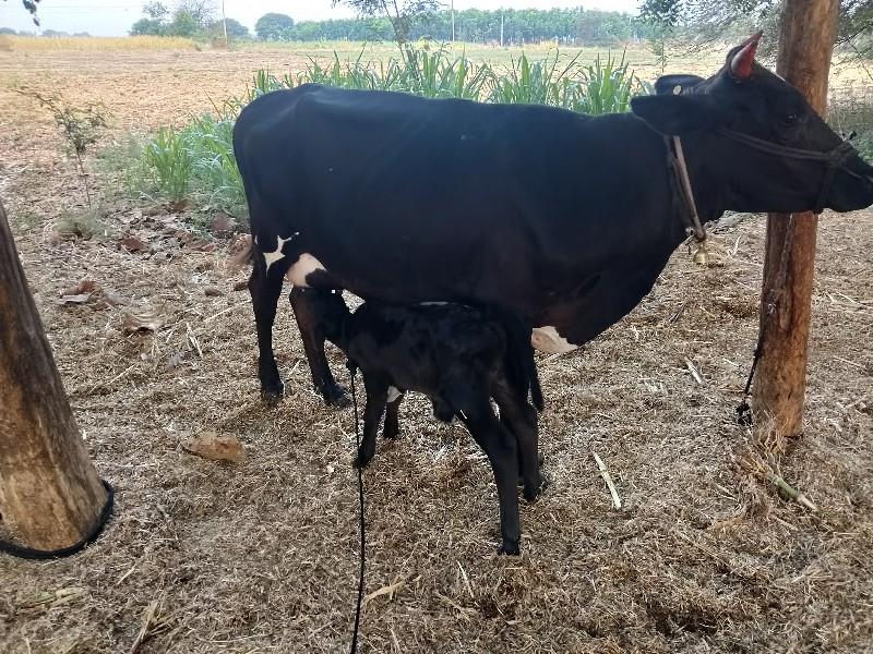 थंबनेल 2