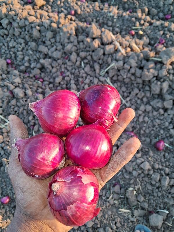 थंबनेल 2