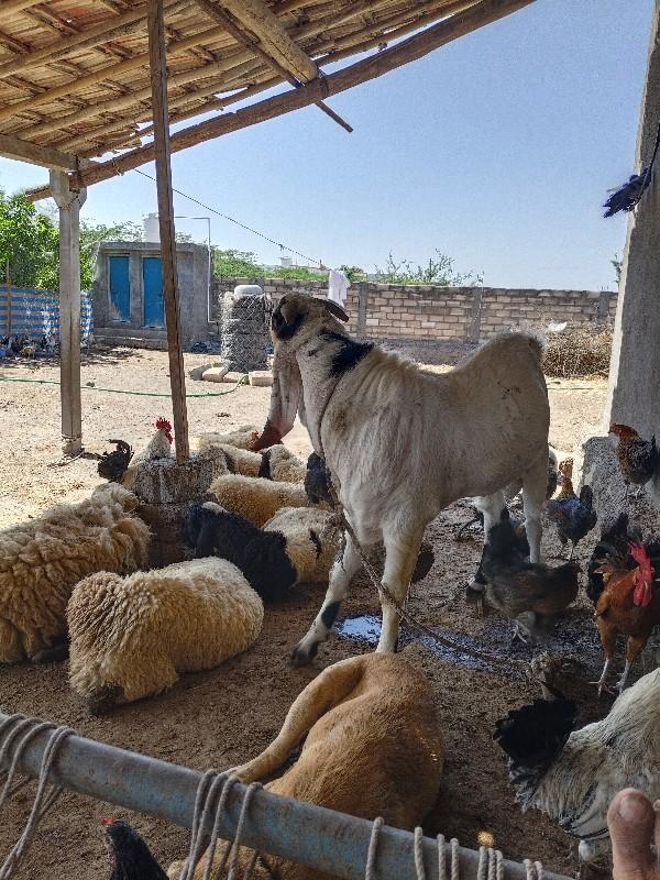 khafi imran jamnagar