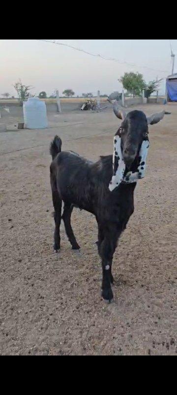 ઇમરાન ભાઈ સંધી