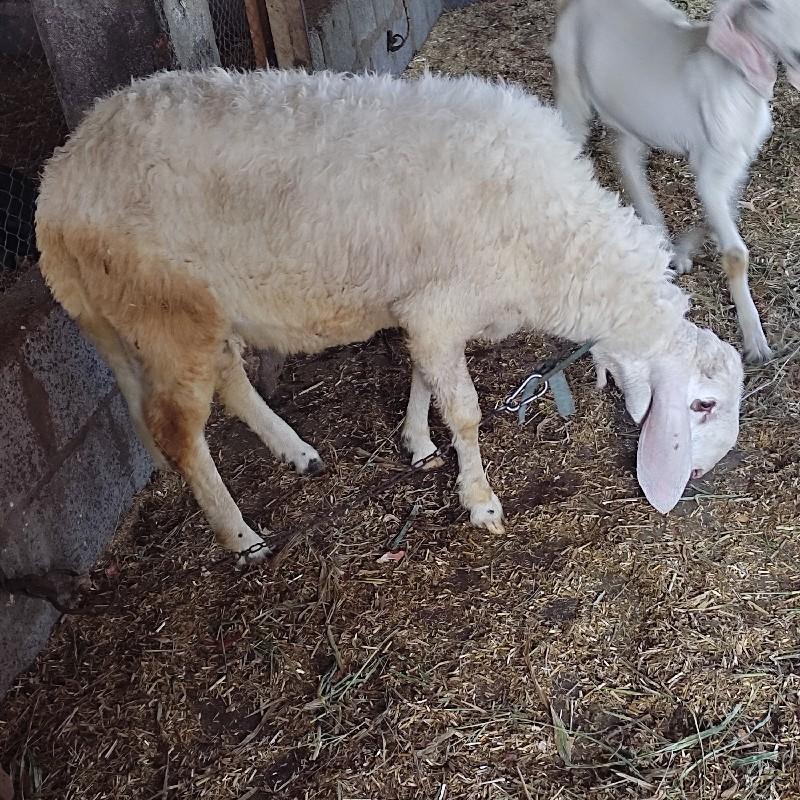 કુરબાની માટે ઘેટાં વેચવા ના છે