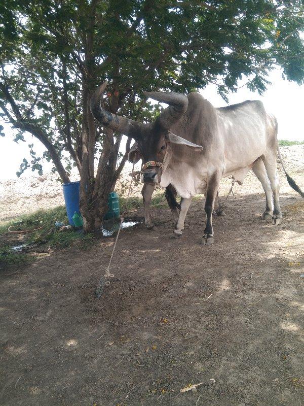 थंबनेल 2