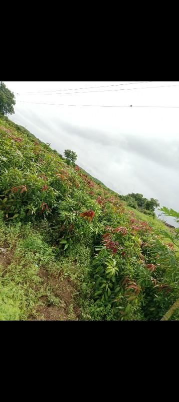 kesar kalam veshavani se