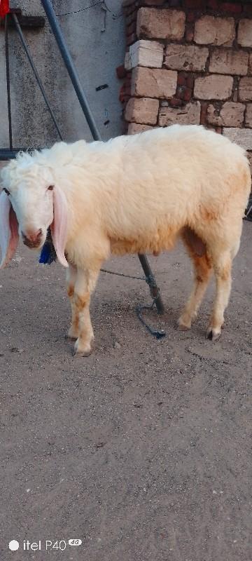 થંબનેલ 3