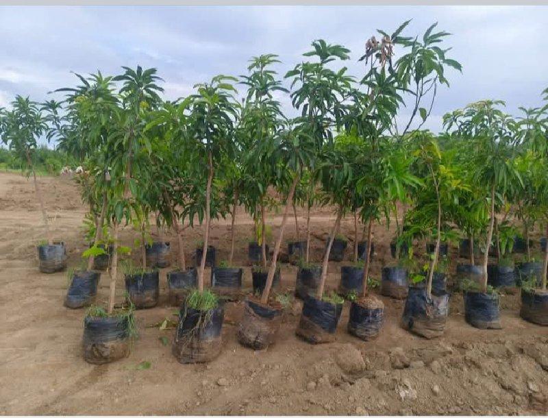 કેસર કલમ જવાબદારી સાથે આપવાની છે