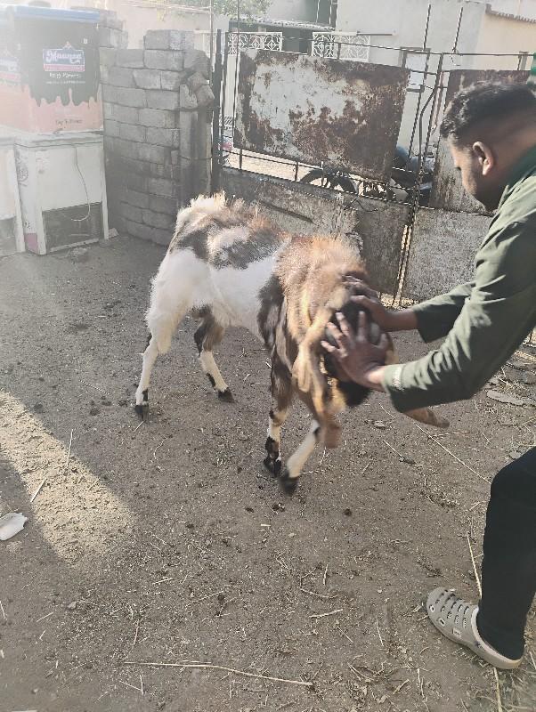 થંબનેલ 3