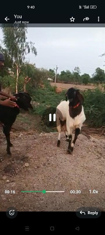 થંબનેલ 2