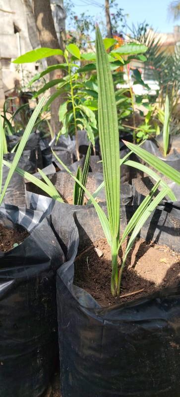 ખારેક નાં રોપા 1વર્ષ નાં