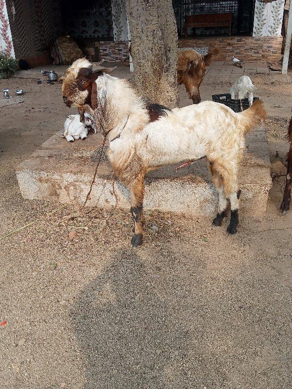 થંબનેલ 2