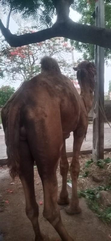 થંબનેલ 2