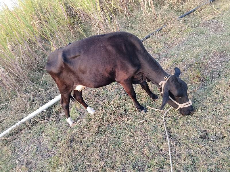 जर्सी गाई