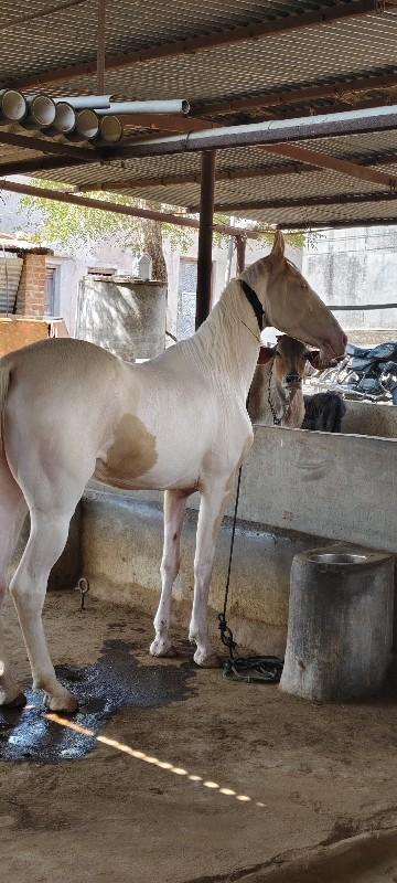 થંબનેલ 2