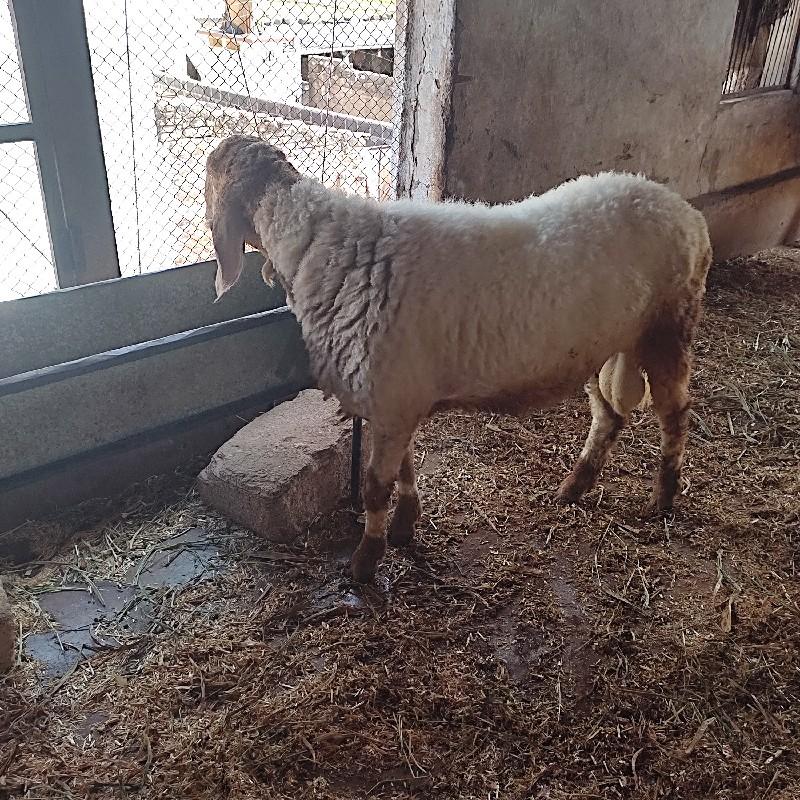 થંબનેલ 2